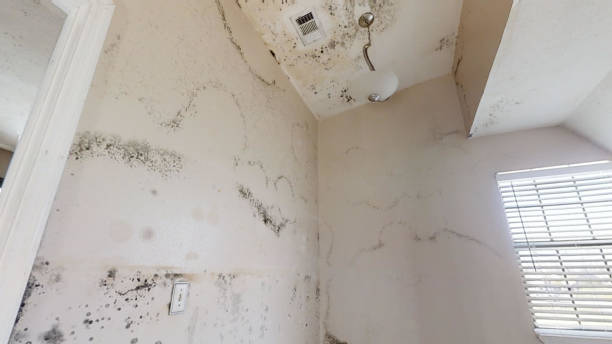 Best Comprehensive Air Testing for Mold Contaminants  in Paloma Creek, TX