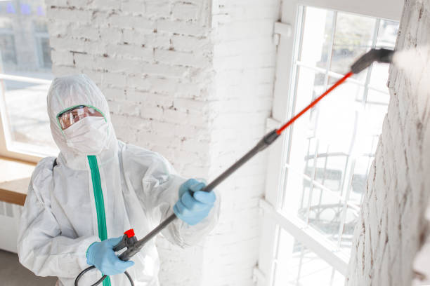 Best Basement Mold Removal  in Paloma Creek, TX