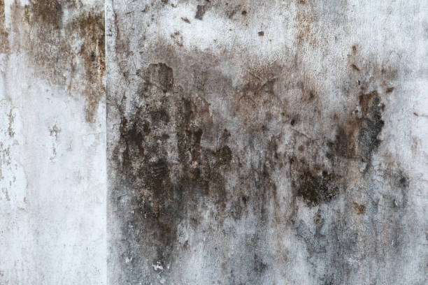 Best Air Quality Testing for Mold Spores  in Paloma Creek, TX