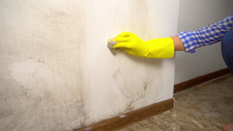 Best Post-Remediation Verification Testing  in Paloma Creek, TX