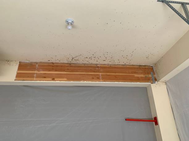 Best Mold Prevention Services  in Paloma Creek, TX