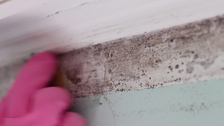 Best Mold Remediation for Rental Properties  in Paloma Creek, TX